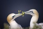 northern gannet