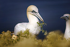 northern gannet