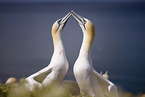 northern gannet