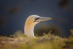 northern gannet