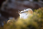 northern gannet