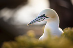 northern gannet