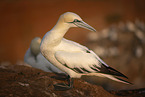 northern gannet
