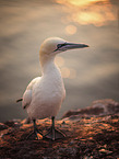 northern gannet