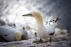 northern gannet