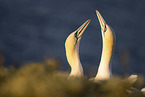 northern gannet