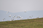 northern gannet