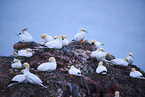 northern gannet
