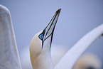northern gannet