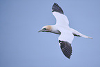 northern gannet