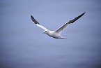 northern gannet