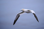 northern gannet