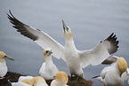 northern gannet