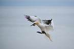 northern gannet