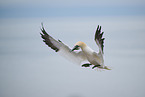 northern gannet