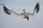 northern gannet