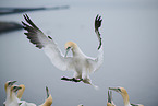 northern gannet
