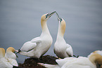 northern gannet