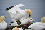 northern gannet