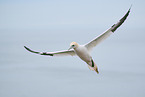 northern gannet