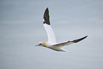 northern gannet