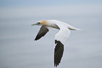 northern gannet