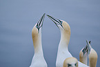 northern gannet