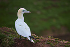 northern gannet