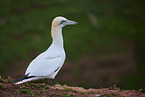 northern gannet