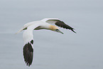 northern gannet