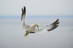 northern gannet