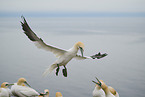 northern gannet