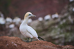 northern gannet
