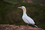northern gannet