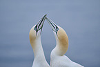 northern gannet