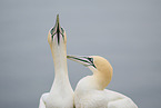 northern gannet