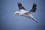northern gannet