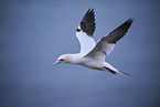 northern gannet