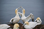 northern gannet
