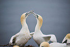 northern gannet