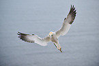 northern gannet