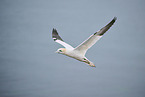 northern gannet