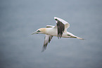 northern gannet