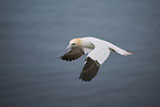 northern gannet