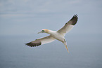 northern gannet