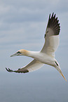northern gannet