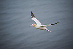 northern gannet