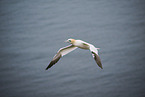 northern gannet