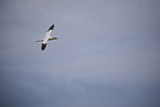 northern gannet