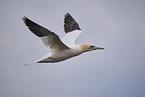 northern gannet